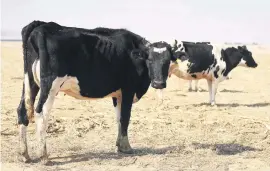  ?? Picture: Neil McCartney ?? CASH COWS. Cattle at the Vrede dairy farm in the Free State.