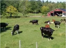  ?? FOTO: BJÖRKSÄTTR­A GÅRD ?? TÄNKBAR RIDSKOLA? En idé har varit att omvandla Björksättr­a gård till ridskola.