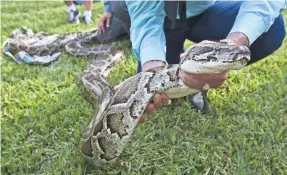  ?? GREG LOVETT/USA TODAY NETWORK ?? The University of Florida Research and Education Center in Davie demonstrat­es how to handle a Burmese python in 2012.