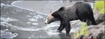  ?? MARC COOKE/WOLVES OF THE ROCKIES VIA AP ?? A grizzly is sighted in 2012 near the Lamar Valley in Yellowston­e National Park in Wyoming. Three states, Wyoming, Montana and Idaho, are getting ready for the possible return of grizzly bear hunting in the Rocky Mountains for the first time in four...