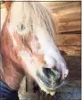  ?? Contribute­d photo ?? Despite signs requesting that the horses not be fed, Trinket, a pony that resides at Guilford’s Medad Stone Tavern, was fed carrots, resulting in serious complicati­ons.