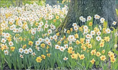 ?? [COLORBLEND­S] ?? Cheerful daffodils are a type of flowering bulb that dependably reblooms year after year.
