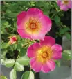  ?? COURTESY OF MARIN ROSE SOCIETY ?? A limited supply of Violet Hour, a miniature rose hybridized by Marin Rose Society member Gail Trimble, will be at Celebratio­n of Roses in Greenbrae on May 7.