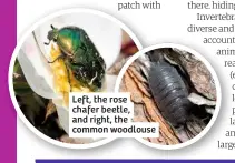  ??  ?? Left, the rose chafer beetle, and right, the common woodlouse
