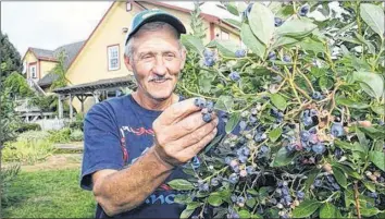  ?? IAN FAIRCLOUGH ?? Bob Kidston of Blueberry Acres says it should be another bumper year at the highbush berry operation in Sheffield Mills, Kings County.
