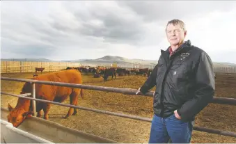  ?? JIM WELLS ?? Rancher Bob Lowe, president of the Canadian Cattlemen’s Associatio­n, says the Brooks and High River packing plants are now slaughteri­ng more cattle than they were the same time last year.