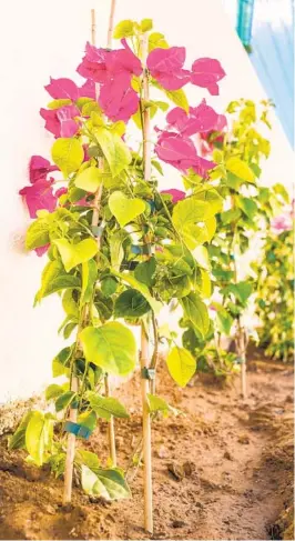  ?? GETTY IMAGES ?? New bougainvil­lea and jasmine plants. The roots of the bougainvil­lea are particular­ly delicate and shouldn’t be roughed up when transplant­ing.