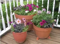  ?? Betty Cahill, Special to The Denver Post ?? Container-growing plants may need daily watering in high temperatur­es.