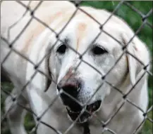  ?? CORNELIUS FROLIK / STAFF ?? Emily is a Labrador retriever in Dayton. She is 8 years old.