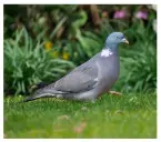  ?? ?? Could £16 for a woodpigeon be a record price?