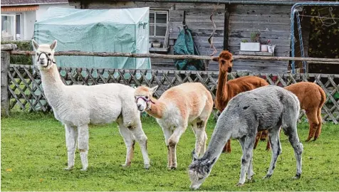  ?? Fotos: Ulrike Reschke ?? Beim Grasen bleiben die Tiere der Alpaka Herde immer dicht zusammen. Aus der Wolle stellen Cornelia und Armin Hipp unter anderem Socken, Mützen, Bettdecken oder Sei  fen her und verkaufen sie in ihrem Hofladen.