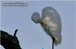  ??  ?? Low key Great White Egret
Camera: Nikon D800E
Lens: 200-500mm f/5.6
Focal length: 500mm
Exposure: 1/1,600 sec; f/8 ISO 1,000