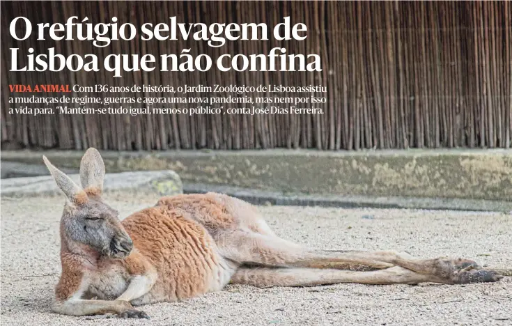  ?? FOTOS REINALDO RODRIGUES ?? O canguru-vermelho é uma das atrações do Jardim Zoológico de Lisboa, que por estes dias tem estado vazio.