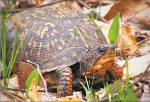  ?? John Foley / Contribute­d photo ?? A box turtle. Box turtles can live for 138 years and perhaps much longer.