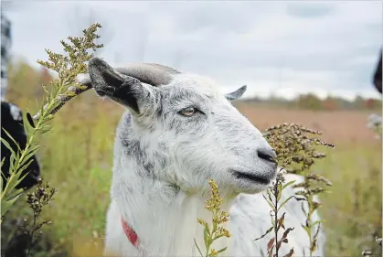  ?? PHOTOGRAPH BY SCOTT GARDNER, THE HAMILTON SPECTATOR ?? Aurora, a friendly cashmere goat owned by Wayne Terryberry, at work in McMaster Forest, a 115-acre site used for the university’s conservati­on research.