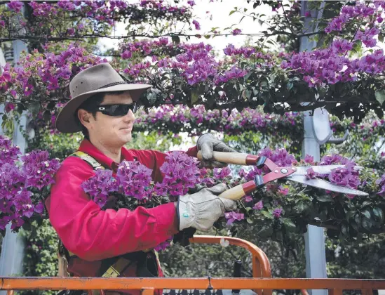  ??  ?? South Bank horticultu­ralist Darren Perry on the cherry picker pruning the bougainvil­lea.