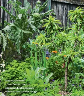  ??  ?? Globe artichokes, a dwarf nectarine, red onions and calendula are reined in by a parsley hedge.