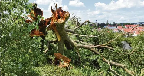  ?? Fotos (2): Marcus Merk ?? In Ehingen hat das Unwetter nicht nur Keller unter Wasser gesetzt, sondern auch Bäume entwurzelt: Umgestürzt ist zum Bedauern der Bewohner auch eine über 100 jährige Eiche, die an einer Anhöhe gewachsen war.