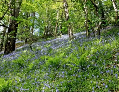  ??  ?? Rebecca Killa clears grass from the pathways at Castle Woods using a traditiona­l scythe, its swishing sound more gentle than machinery used for cutting. The woodland floor is a riot of nodding bluebells in spring. ›