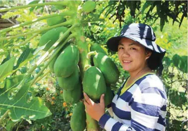  ??  ?? Another crop which can be planted on a model farm is the papaya.