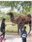  ??  ?? Zu den 400 Tieren des Zoos gehören auch Kamele und Dromedare.