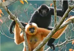  ??  ?? The discovery of a new pair of the most endangered primate on earth, the Hainan gibbon (left) gives hope for the future of the species. Until recently there were only 30 known Hainan gibbons on earth.