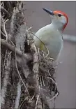  ?? PETE BANNAN - MEDIANEWS GROUP ?? A Red bellied woodpecker looks for food along the Lake trail loop.