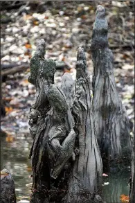 ??  ?? Cypress knees resemble lovers kissing or maybe enemies in mortal combat in the White River National Wildlife Refuge.