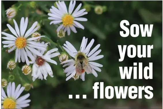  ??  ?? Some of the many varieties of asters can be found blooming in the wild most of the year, making them an important resource for insects.