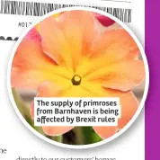  ??  ?? The supply of primroses from Barnhaven is being affected by Brexit rules