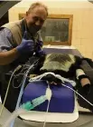  ?? Faculty of Veterinary Science/University of Pretoria ?? Jacques O’Dell helps as a honey badger gets a CT scan at the Onderstepo­ort Wildlife Sanctuary Clinic in South Africa.