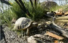  ??  ?? La tortue d’Hermann est une espèce protégée. Pour avoir porté atteinte à son habitat, le propriétai­re du Château Lauzade et un entreprene­ur ont été condamnés à un total de   euros d’amende par le tribunal correction­nel de Draguignan. (Photo doc V.-M.)