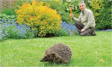  ??  ?? Pricking our conscience­s: A healthy garden provides food for hedgehogs, too