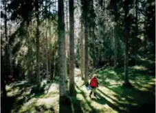  ??  ?? SKOGSLUGN. Rut Folke tröttnar inte på att vandra i skogen. ”Jag tror alla har ett behov av att komma ut och lyssna på tystnaden och tanka grönt.”
FOTO: SACHARIAS KÄLLDÉN