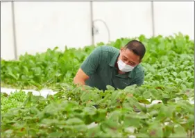  ?? BOB ANDREW VIA CALIFORNIA FARM BUREAU FEDERATION
PHOTO ?? San Diego County farmer Endeavour Shen began selling leafy greens and other produce from other farms via an online home-delivery model after COVID-19 closed a key food-service market for his crops. He says he believes people will change their produce-buying habits as a result of the pandemic.