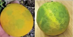  ?? SUPPLIED ?? Symptoms in fruit that may be associated with citrus virus A.