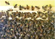  ?? STAFF PHOTO BY OLIVIA ROSS ?? Bees are seen in an observatio­nal hive at Forester Farms and Apiary on Thursday.