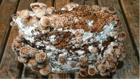  ?? Foto: dpa ?? Welches Substrat man nimmt, hängt von der Pilzart ab: steriles Buchensäge­mehl ist für Edelpilze wie Shiitake ideal.