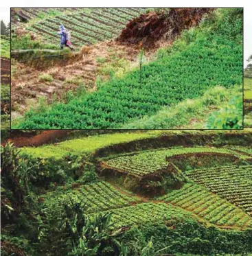  ??  ?? A portion of the vegetable terraces in Barangay Loo, Buguias, Benguet, where the Stetham RZ F1 hybrid celery variety thrives. The variety grows very well in cooler regions of the country, particular­ly in high altitude areas.