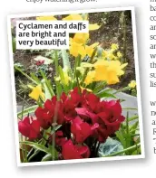  ??  ?? Cyclamen and daffs are bright and very beautiful