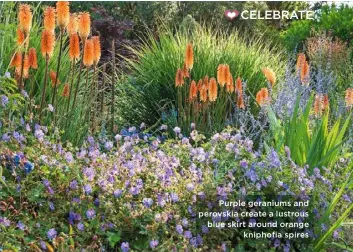  ??  ?? Purple geraniums and perovskia create a lustrous blue skirt around orange kniphofia spires
