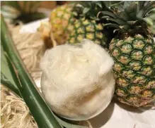  ?? ?? Ready-to-spin pineapple leaf fibre (PALF)