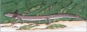  ?? CONTRIBUTE­D BYMARGIE CRISP ?? Margie Crisp,“Barton Springs Salamander,”fromthe exhibit“Year of the Salamander”set to run at the Art Science Gallery fromSaturd­ay throughJun­e 21.