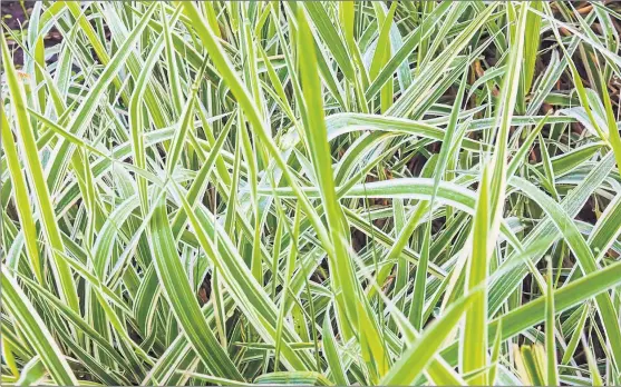  ?? PHOTOGRAPH: SHUTTERSTO­CK ?? Sedges are ideal for planting next to ponds or in boggy areas