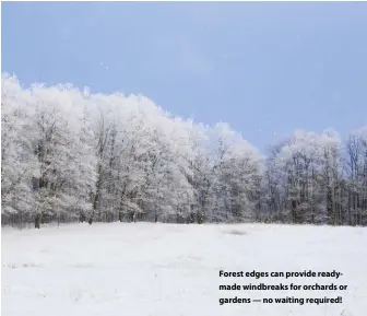  ??  ?? Forest edges can provide readymade windbreaks for orchards or gardens — no waiting required!