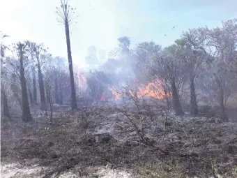  ??  ?? Un incendio de gran magnitud se registró días atrás en zona del pantanal. El fuego amenazó las cajas de panales para que las abejas produzcan miel.