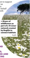  ?? Buglife ?? > Rivers of wildflower­s as part of a ‘B-Lines’ network created by Buglife to connect habitats