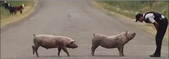  ?? RCMP photo ?? An RCMP officer is shown with two pigs on a roadway.Thousands of people have been displaced by wildfires in B.C., but the flames have also forced livestock left behind to flee beyond enclosures. RCMP Cpl. Janelle Shoihet says officers are patrolling...