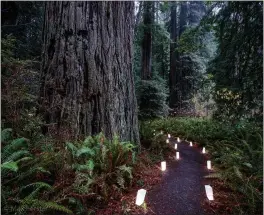  ?? SUBMITTED ?? “Candleligh­t Walk in the Redwoods” features a nighttime walk down trails in Prairie Creek Redwood State Park lit by over 500 luminarias.