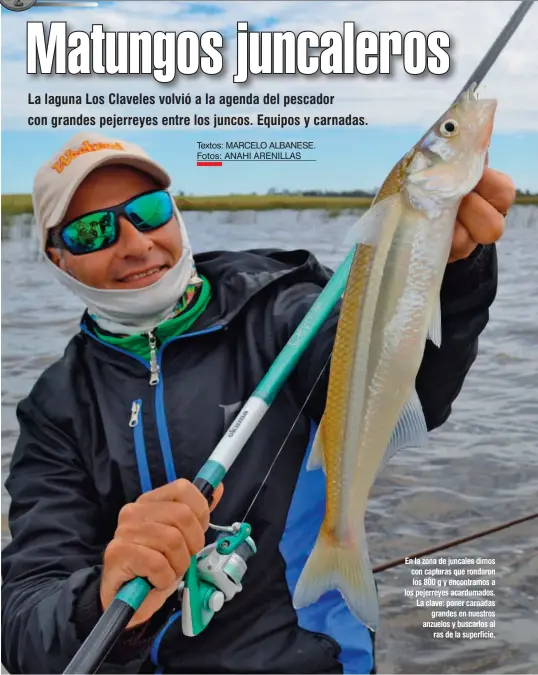  ??  ?? En la zona de juncales dimos con capturas que rondaron los 800 g y encontramo­s a los pejerreyes acardumado­s. La clave: poner carnadas grandes en nuestros anzuelos y buscarlos al ras de la superficie.